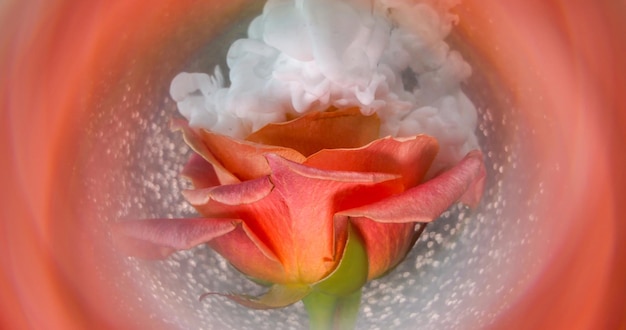 Torbiel jajnika: Jak wygląda? Zdjęcia i informacje medyczne