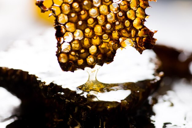 Jak zrobić propolis? Przepisy i porady na każdą okazję