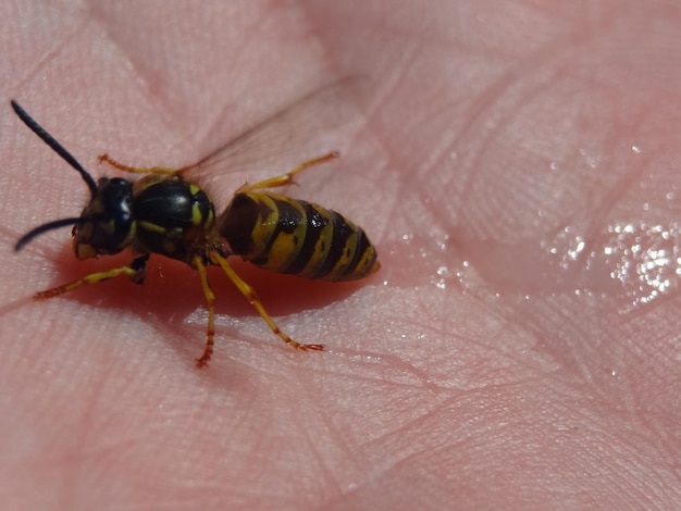 Użądlenie osy: Opuchlizna – Jak długo trwa i co robić?
